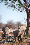 Herde Afrikanischer Elefanten