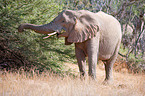 Wstenelefant