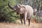 Wstenelefant