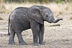 junger Afrikanischer Elefant