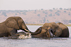 badende Afrikanische Elefanten