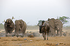 Afrikanische Elefanten und Streifengnu