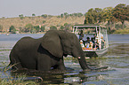badender Afrikanischer Elefant