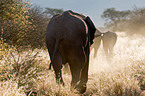 Afrikanischer Elefanten