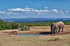 Afrikanische Elefanten und Warzenschweine