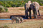 Afrikanische Elefanten und Warzenschweine