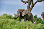 Afrikanischer Elefant