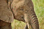 Afrikanischer Elefant Portrait