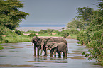 stehende Afrikanische Elefanten