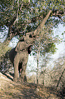 stehender Afrikanischer Elefant