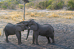 spielende Afrikanische Elefanten
