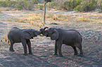 spielende Afrikanischer Elefanten