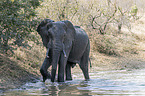 laufender Afrikanischer Elefant