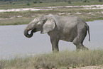 Afrikanischer Elefant