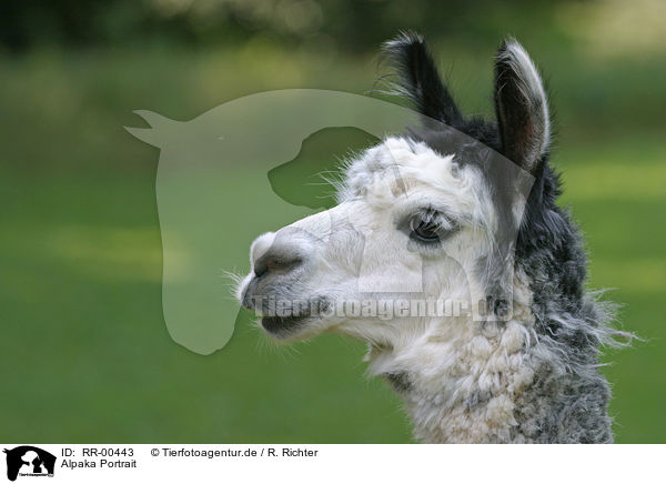 Alpaka Portrait / alpaca head / RR-00443