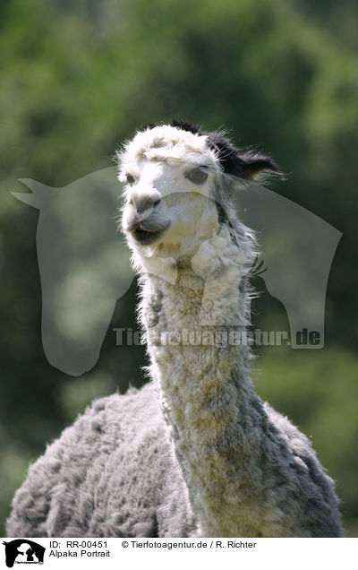 Alpaka Portrait / alpaca head / RR-00451