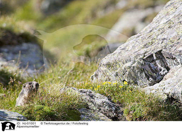 Alpenmurmeltier / HJ-01001