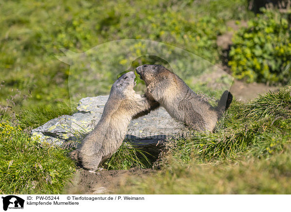 kmpfende Murmeltiere / fighting Marmots / PW-05244