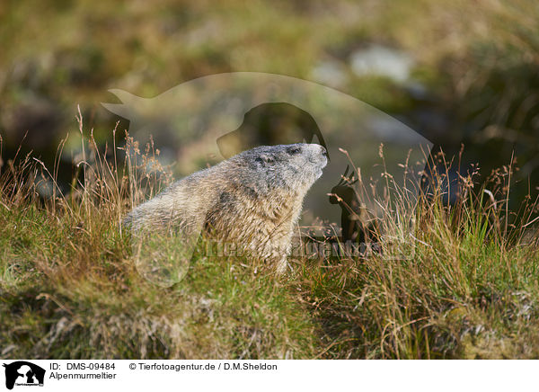 Alpenmurmeltier / Alpine marmot / DMS-09484