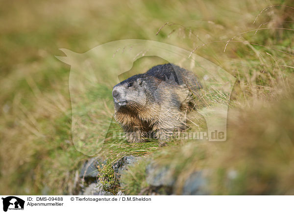 Alpenmurmeltier / Alpine marmot / DMS-09488