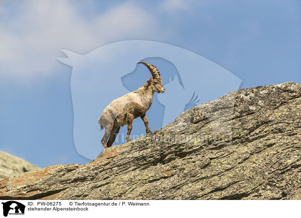stehender Alpensteinbock / standing alpine ibex / PW-06275