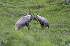 kmpfende Alpensteinbcke