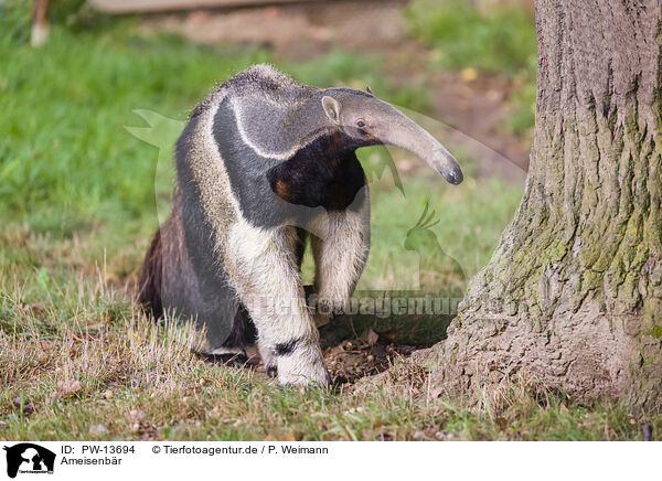 Ameisenbr / anteater / PW-13694