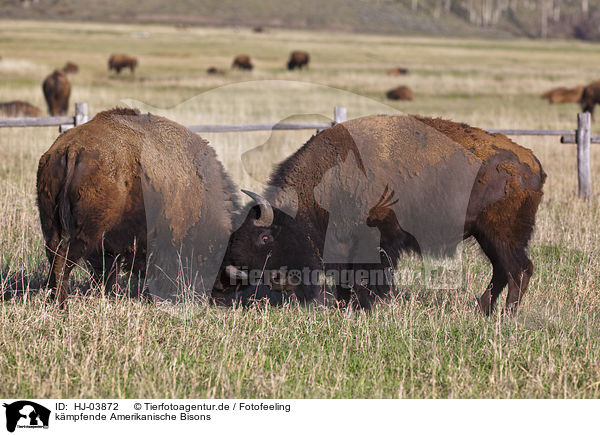 kmpfende Amerikanische Bisons / american bisons / HJ-03872