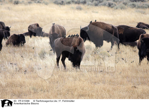 Amerikanische Bisons / bisons / FF-01088