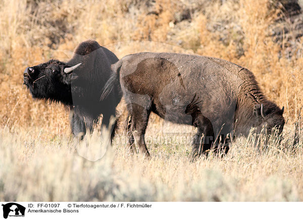 Amerikanische Bisons / bisons / FF-01097