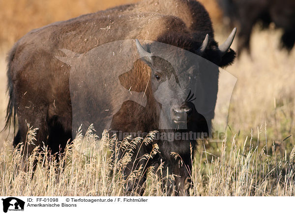 Amerikanische Bisons / bisons / FF-01098
