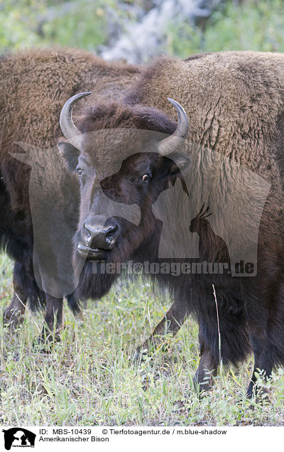 Amerikanischer Bison / american buffalo / MBS-10439