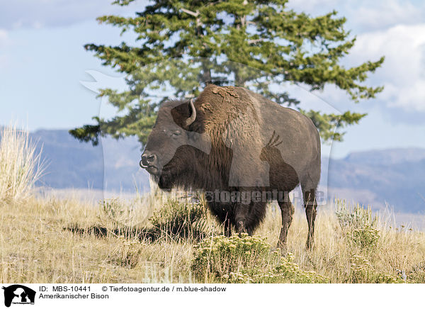 Amerikanischer Bison / american buffalo / MBS-10441
