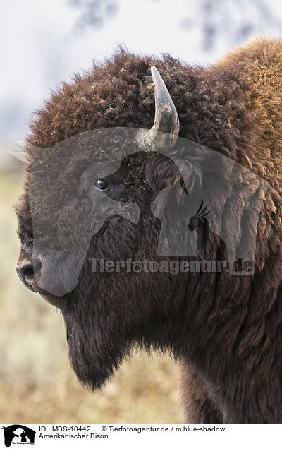 Amerikanischer Bison / american buffalo / MBS-10442