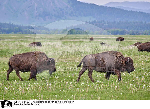 Amerikanische Bisons / american buffalos / JR-06193