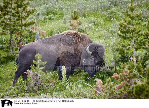 Amerikanischer Bison / american buffalo / JR-06248