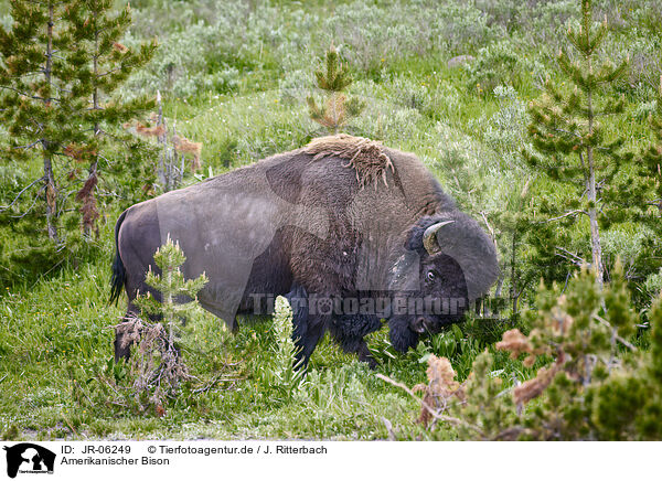 Amerikanischer Bison / american buffalo / JR-06249