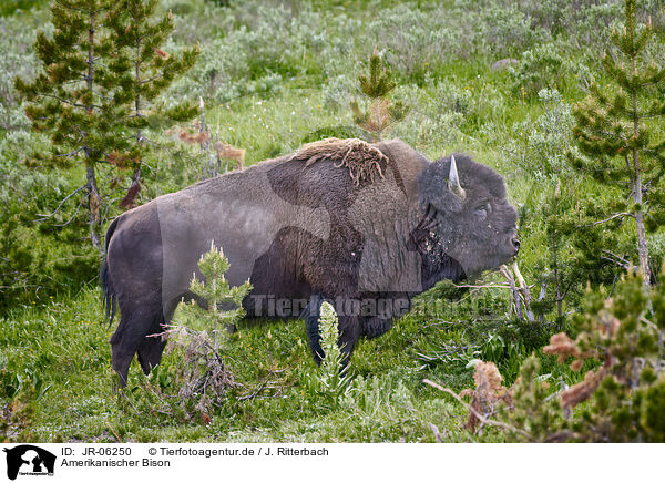 Amerikanischer Bison / american buffalo / JR-06250