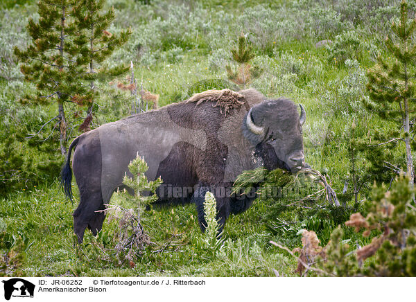 Amerikanischer Bison / american buffalo / JR-06252
