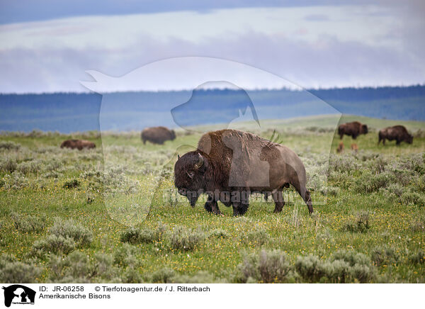 Amerikanische Bisons / american buffalos / JR-06258