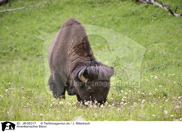 Amerikanischer Bison / american buffalo / JR-06317