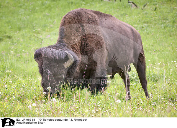 Amerikanischer Bison / american buffalo / JR-06318