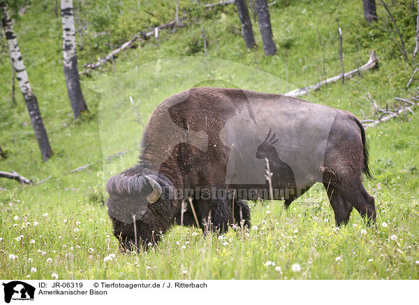 Amerikanischer Bison / american buffalo / JR-06319