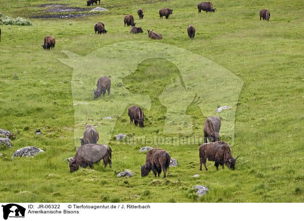 Amerikanische Bisons / american buffalos / JR-06322