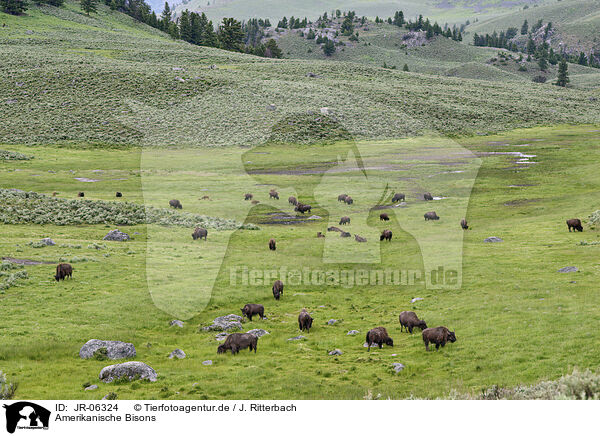 Amerikanische Bisons / american buffalos / JR-06324