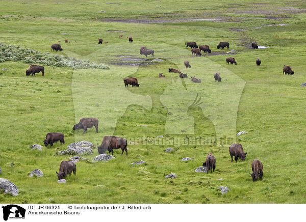 Amerikanische Bisons / american buffalos / JR-06325