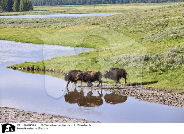 Amerikanische Bisons / american buffalos / JR-06399