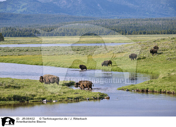 Amerikanische Bisons / american buffalos / JR-06402