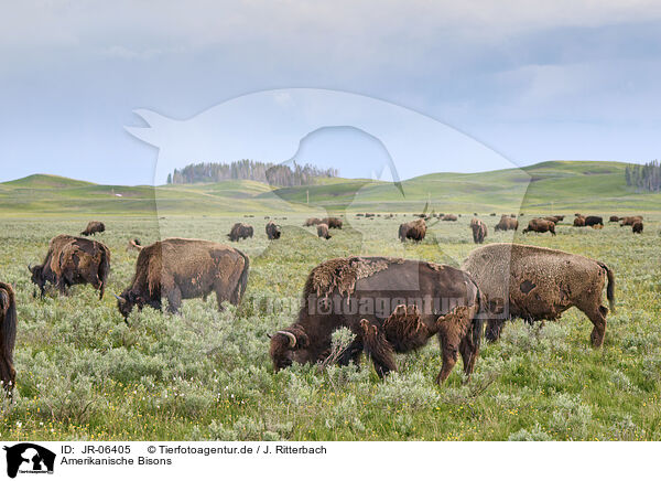 Amerikanische Bisons / american buffalos / JR-06405