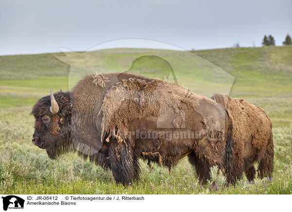 Amerikanische Bisons / american buffalos / JR-06412